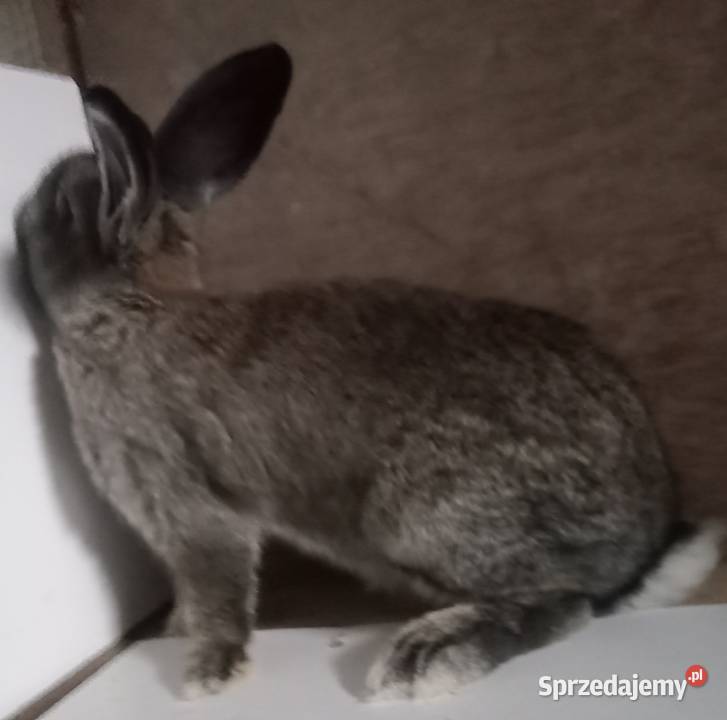 Królik młoda samica śląskie Zajączki Pierwsze
