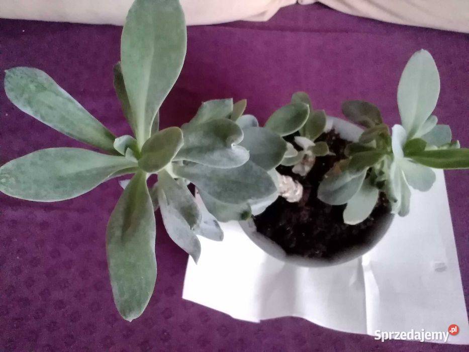 Himalaya senecio cephalaphorus roślina łódzkie