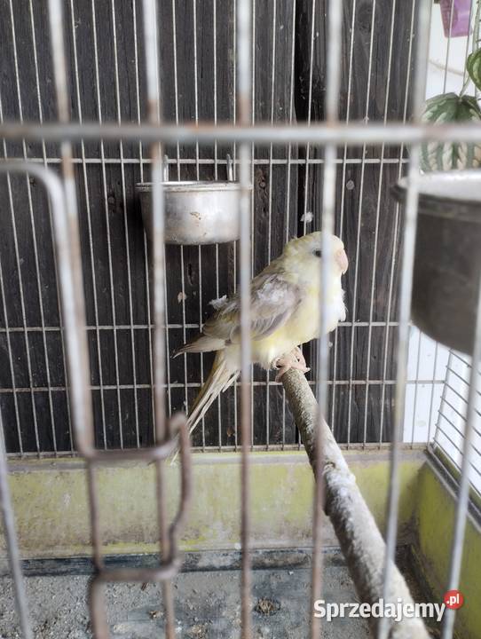 Świergotka Seledynowa Pielgrzymowice sprzedam