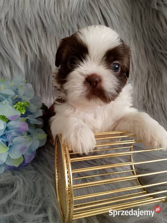 Piekny piesek rasy ShihTzu