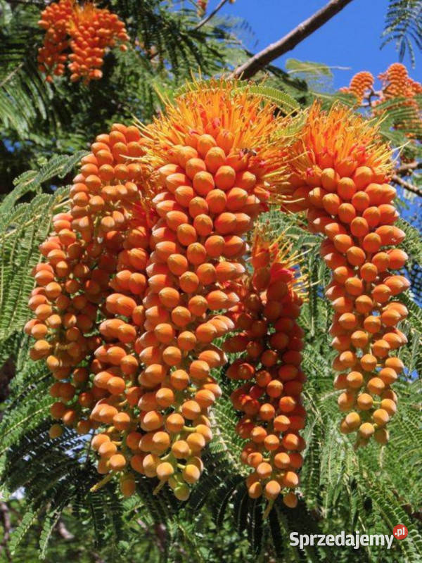 DRZEWO CHWAŁY Colvillea racemosa NASIONA 100g Ogród Lubanie