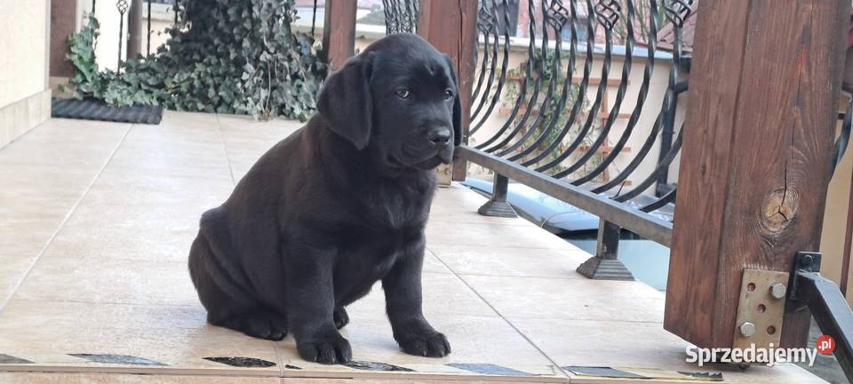 Labrador retriever czarny Pasztowa Wola