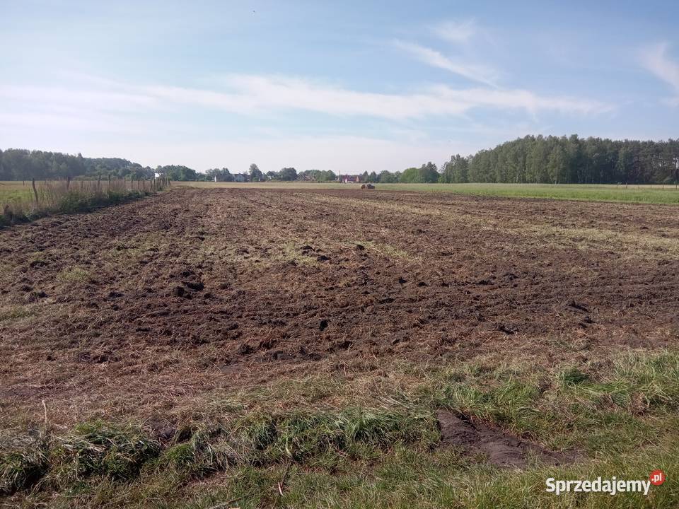 Brony polowe zębatki 3 Radnica sprzedam