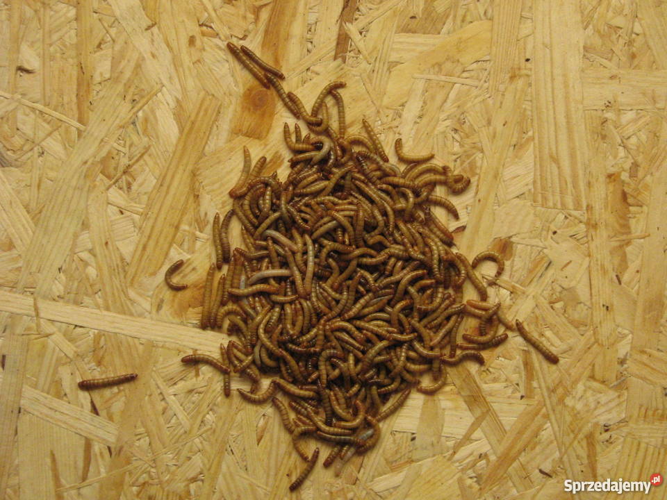 Drewnojad drewnojady mączniki owady karmowe Opole