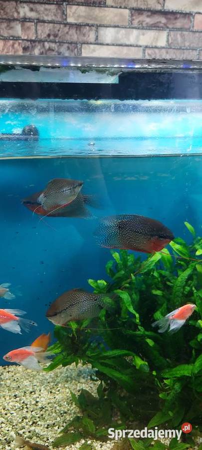 dorosłe gurami mozaikowe śląskie Zabrze