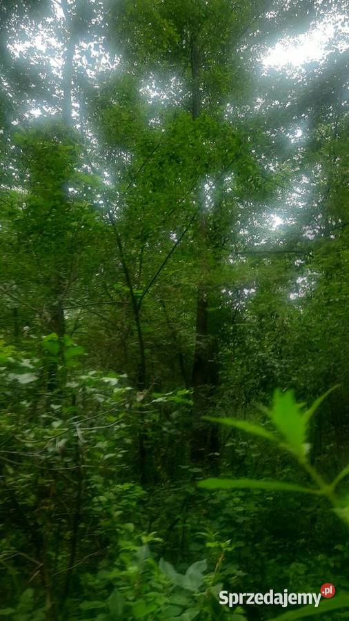Sprzedam 2 działki rolno leśne las budowlana Kolonia Giżyce