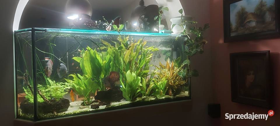 Roślina akwariowa Mińsk Mazowiecki sprzedam