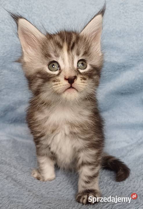 Maine Coon kotka rodowód FPL Olkusz sprzedam