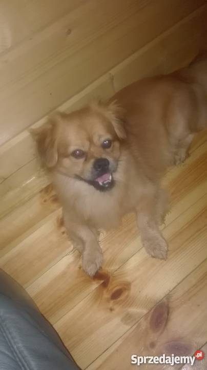 Oddam Pekińczyka Góra Kalwaria