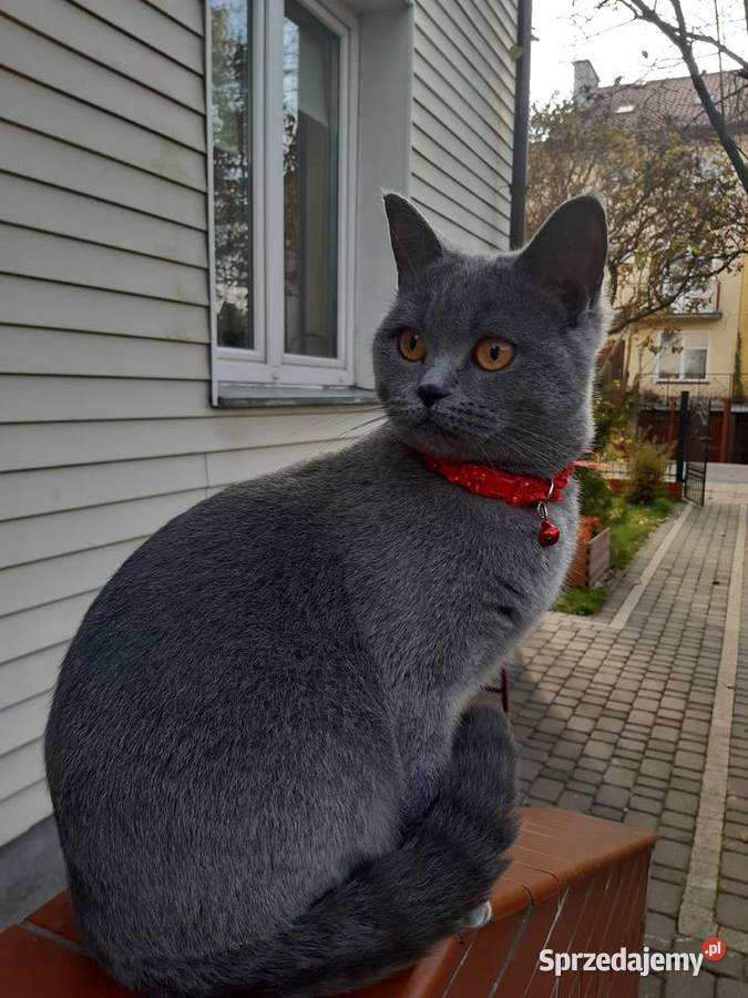 Kotki brytyjskie Lublin