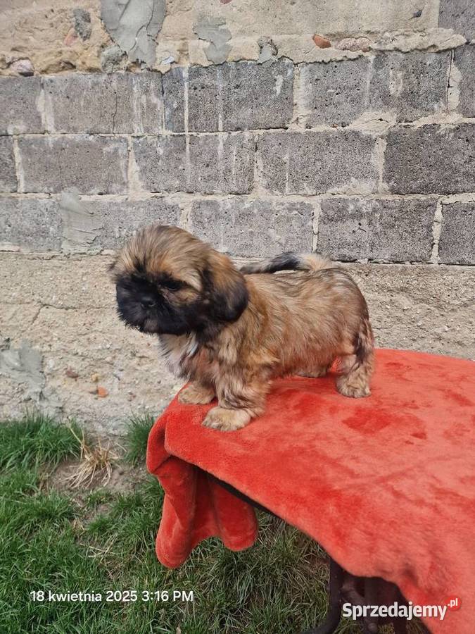 Piesek SHIH TZU do rezerwacji Piotrków Trybunalski