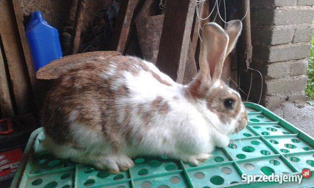 Sprzedam króliki hodowlanemieszańce BO wyprzedaż podlaskie
