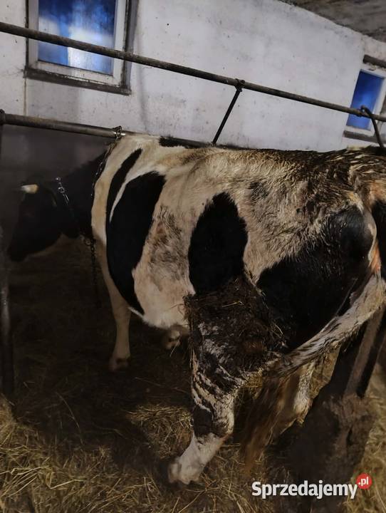 sprzedam cielną jałówkę Chorzele