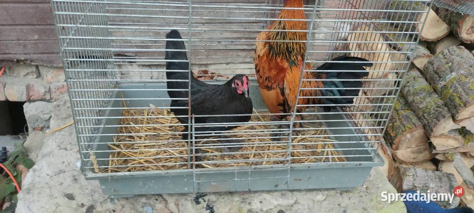 Kury karzełki liliputki Drób i ptactwo Rolnictwo Tokarówka sprzedam