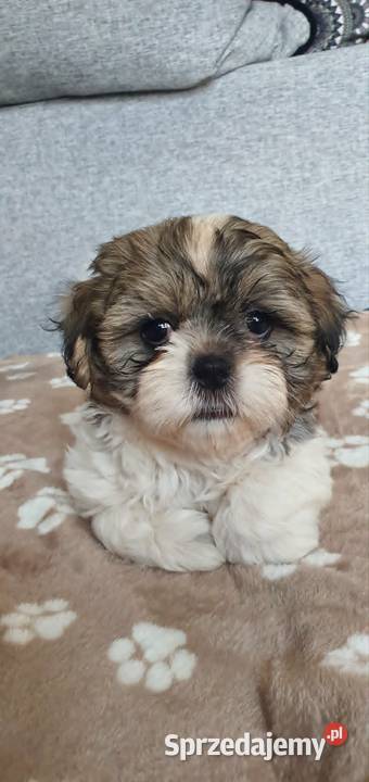 Śliczny Piesek Shih Tzu Puławy sprzedam