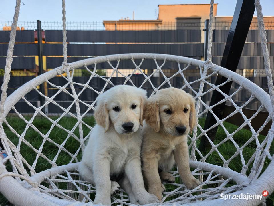 Golden retriver szczenięta Żnin