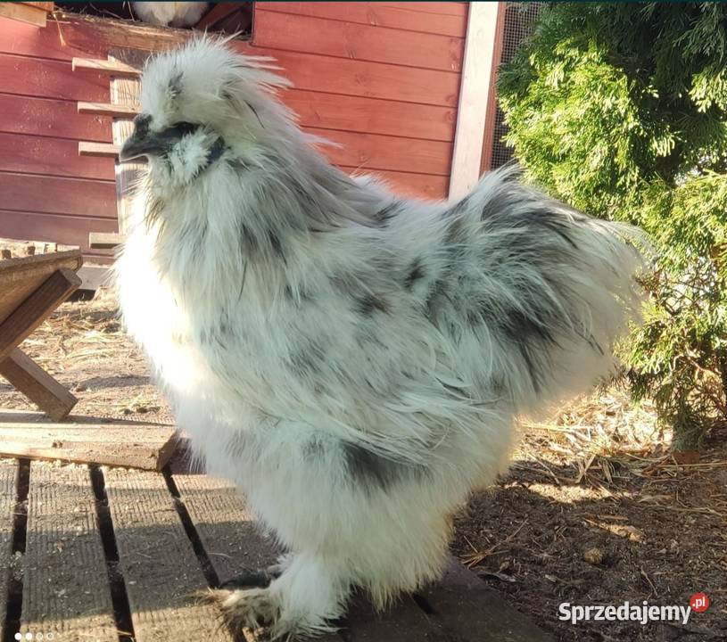 Jaja lęgowe Silek USA