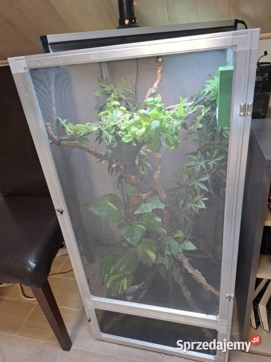 OKAZJA Kameleon z Terrarium zestaw Malanów