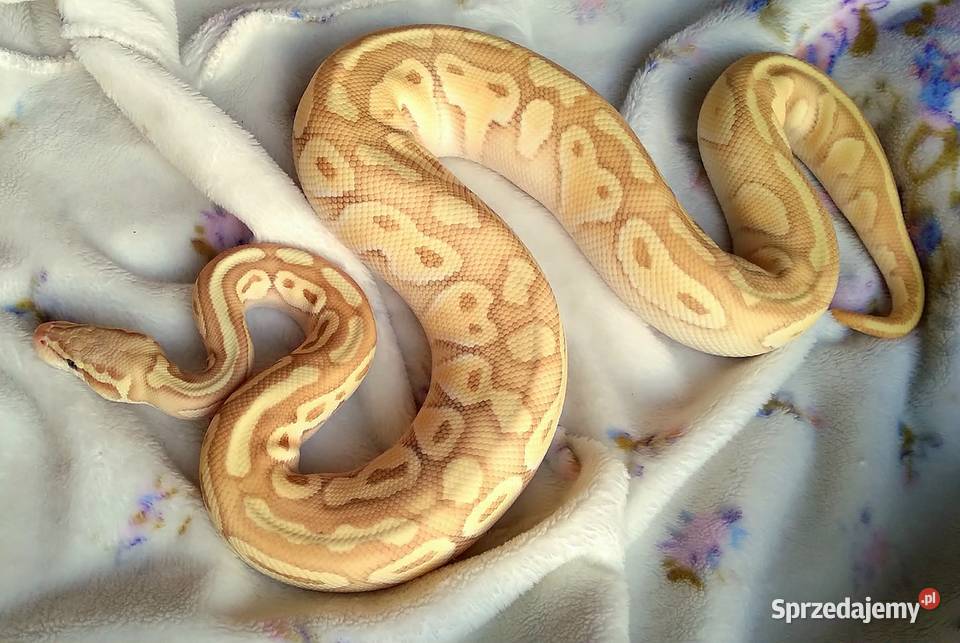 Wąż pyton królewski Python regius Banana Lesser Warszawa