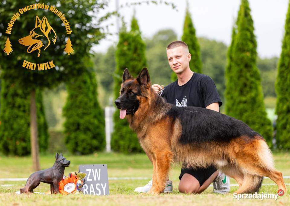 Owczarki niemieckie długowłose łódzkie Parzniewice