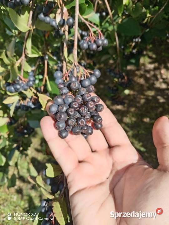 Aronia ekologiczna bez oprysków bez nawozów 100 Kielce sprzedam