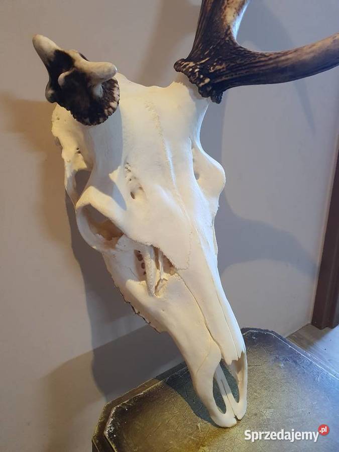 Poroże jelenia Poznań