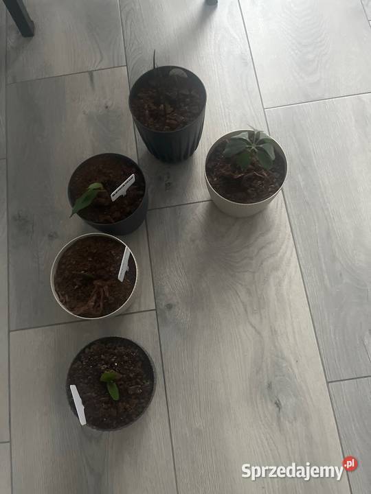 Kwiaty 8 sztukę Blękwit sprzedam