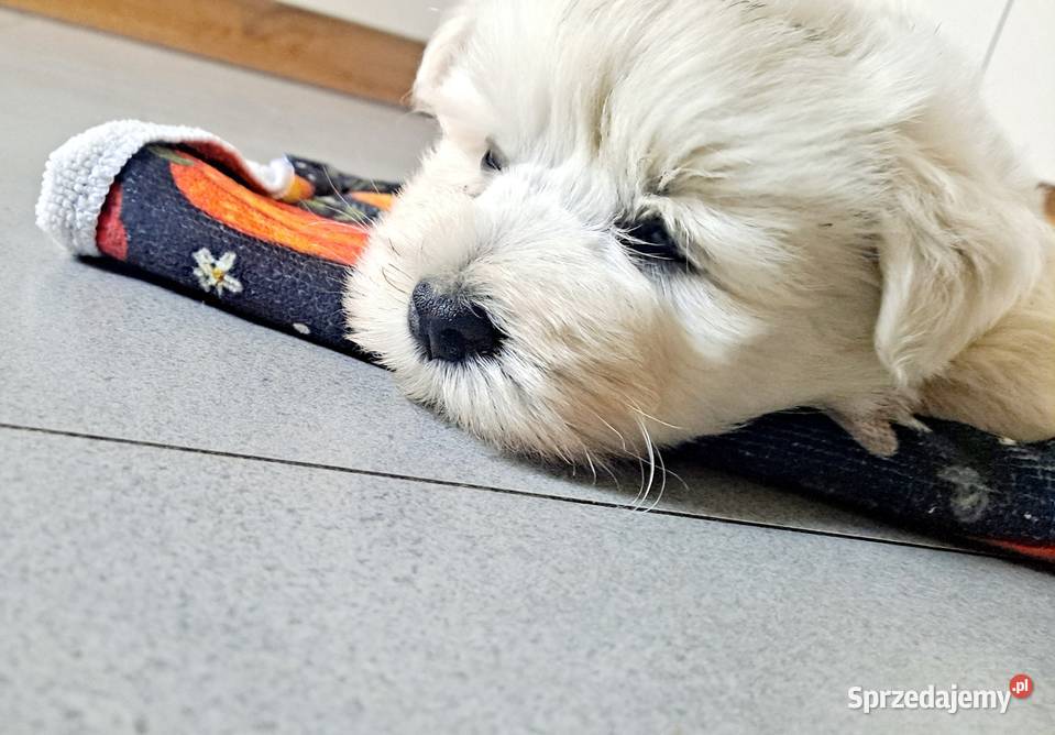 West Highland white terrier