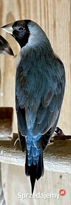 Amadyna wspaniała samiczka 2025r śląskie Ruda Śląska