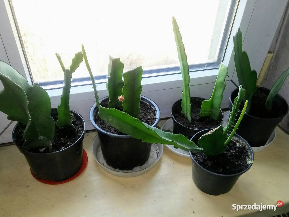 Epifilium Epiphyllum sukulent Skierniewice