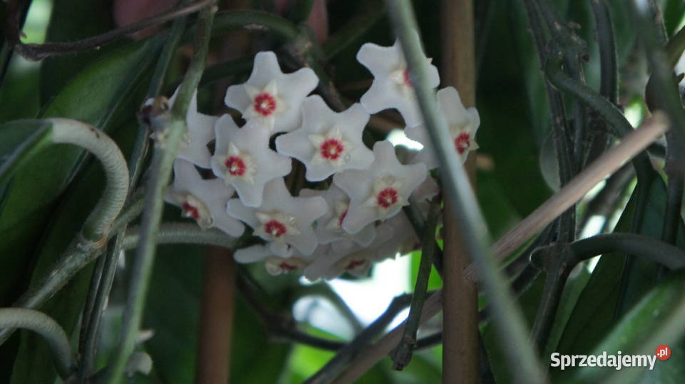 Hoya carnosa biała hoja hoia ukorzeniona rosnąca Szczecin sprzedam