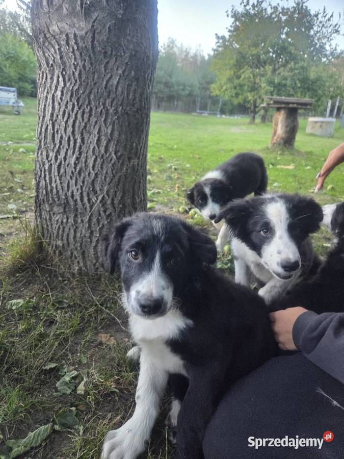 Border Collie szczeniak