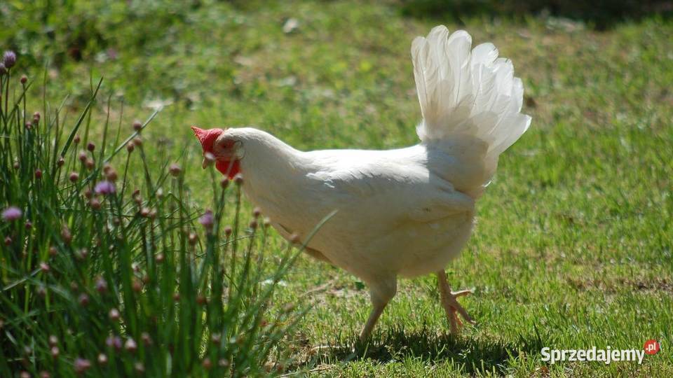 Ferma sprzeda kury nioski d10 Mirsk