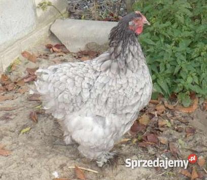 kurki młode kaczki pekinymulardy gąski Pozostałe Krzykosy