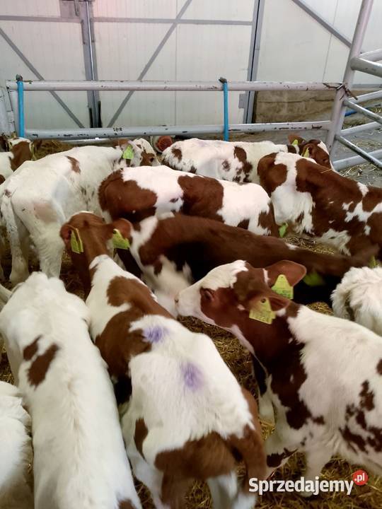 Sprzedam cielaki mięsne Brodnica