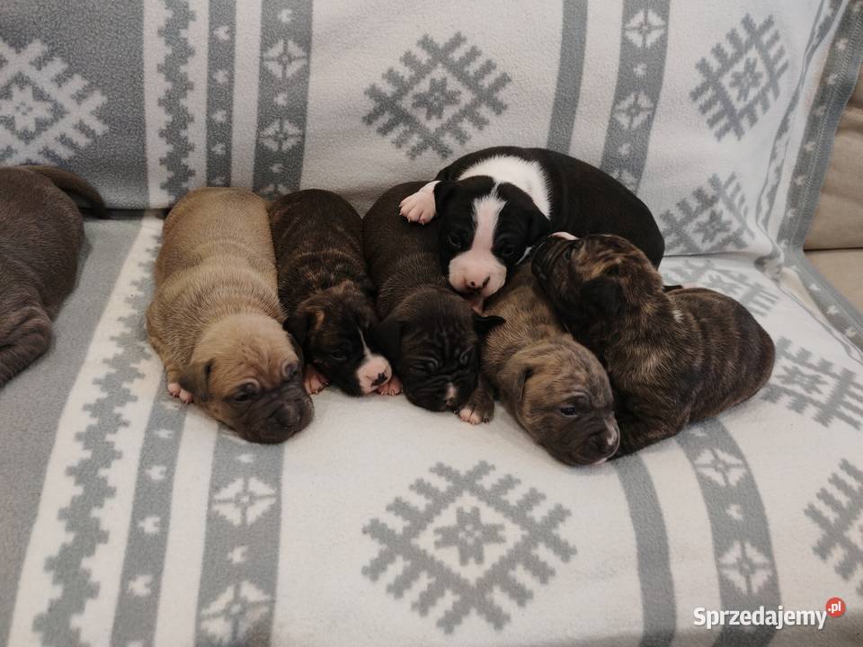 Amstaff mazowieckie Wólka-Przekory