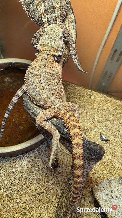 Agama brodata Pogona viticeps Tarnów sprzedam