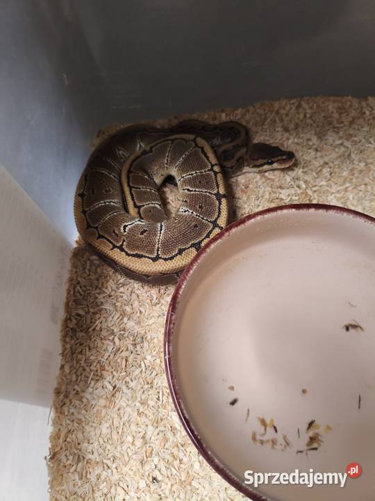 Sprzedam pytony królewskie Łuków