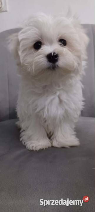 Maltańczyk z rodowodem UCI Ropczyce