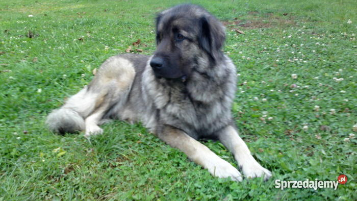 Sarplaninacszczeniaki Jelenia Góra