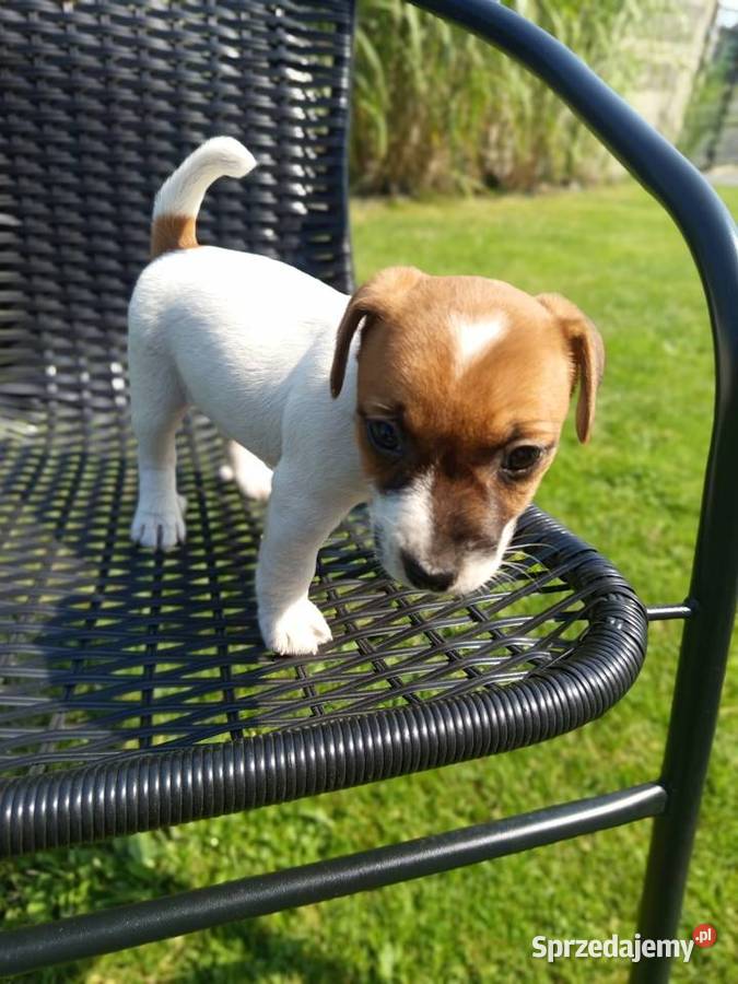 Jack Russell Terrier Kamieńskie Młyny