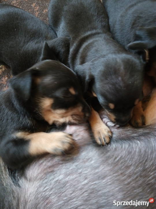 Pinczer miniaturowy szczeniaki