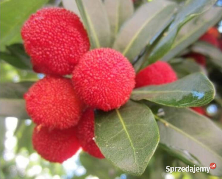 WOSKOWNICA CZERWONA Myrica rubra NASIONA 30 Lubanie