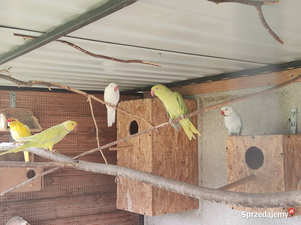 Sprzedam parę aleksandretty obrożnej Ptaki Widawa sprzedam