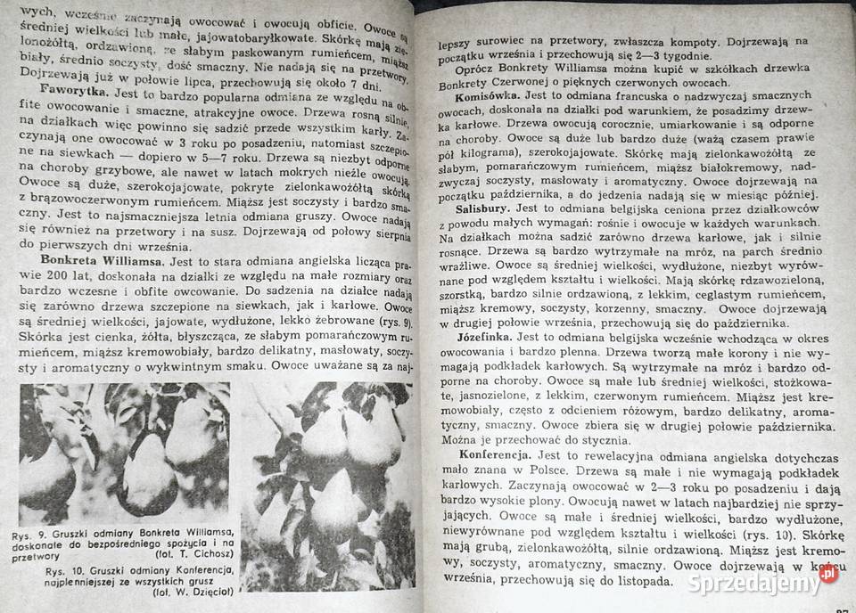 ABC Sadownictwa Moja działka Augustyn Mika Chełm