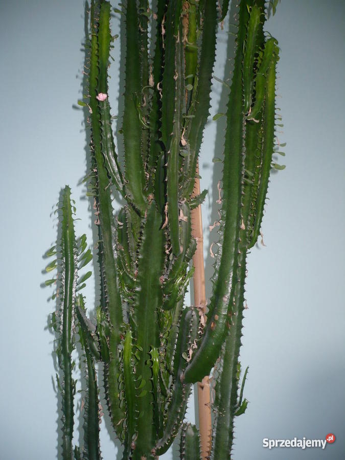 Kaktus wilczomlecz dolnośląskie Świdnica
