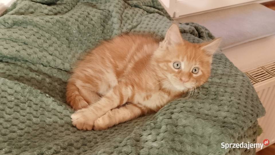 Kocurek Maine Coon Rodowód FPL Bytom Odrzański