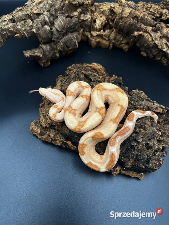 Boa imperatorBoa cesarski IV śląskie Sosnowiec