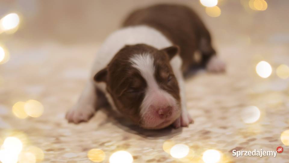 Border Collie szczenieta