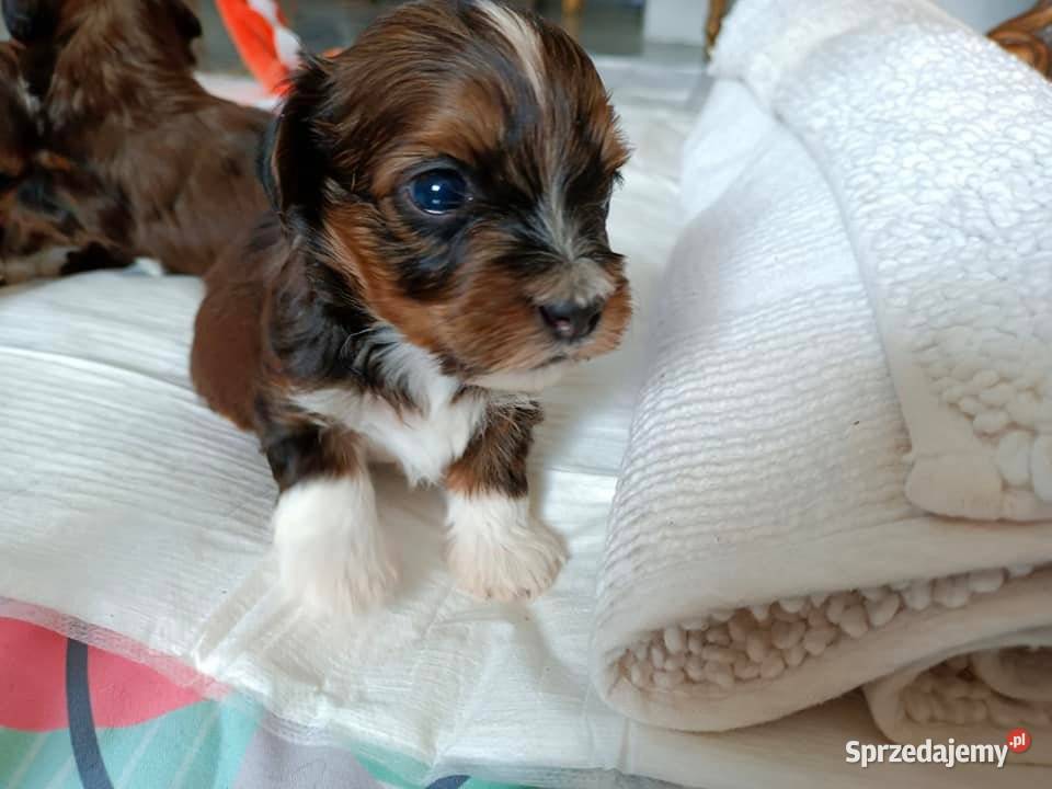 Hawańczyk szczenięta śliczne wyjątkowe kolory łódzkie Uniejów sprzedam